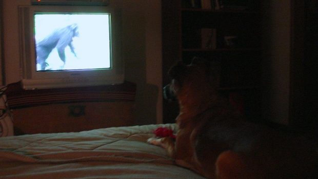 Perro ve la tele