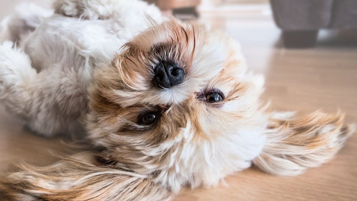 Perro
