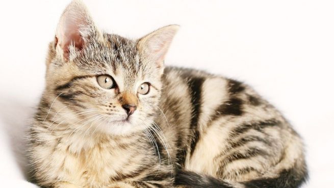 ¿Cómo saber si tu gato tiene pulgas? 5 signos a los que debes estar atento