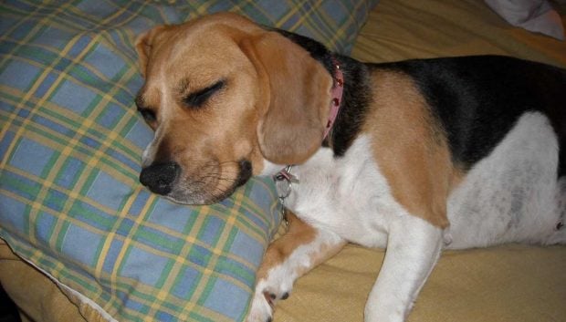 Perro en su almohada