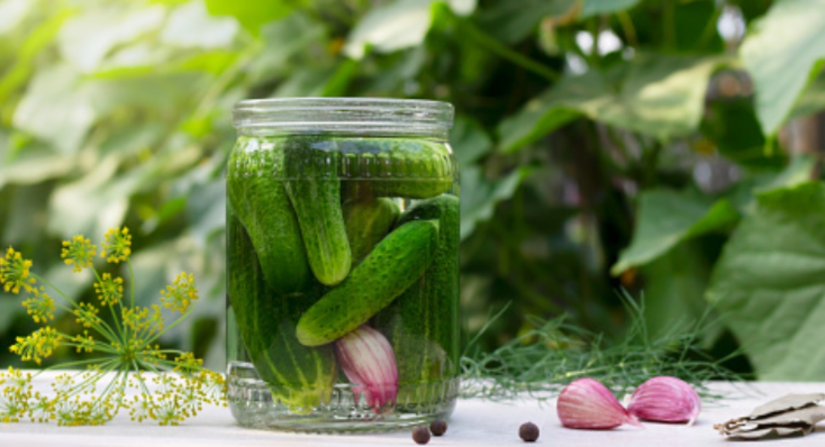 Cómo cultivar pepinos en casa en una maceta