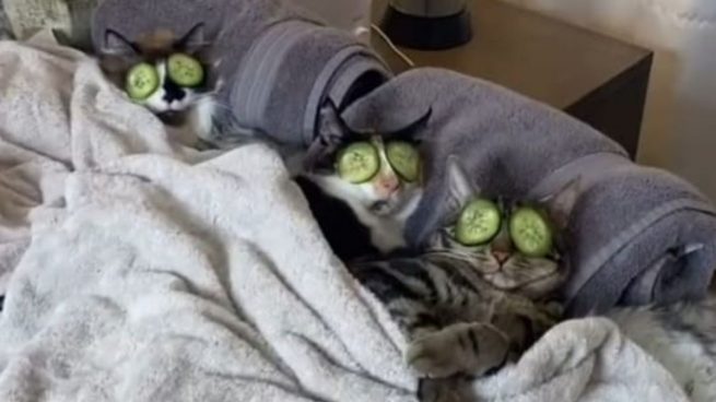 El vídeo de los gatos adictos al spa divide las redes