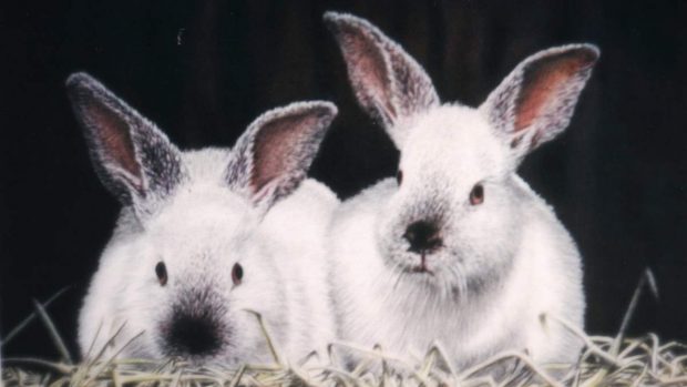 Dos conejos