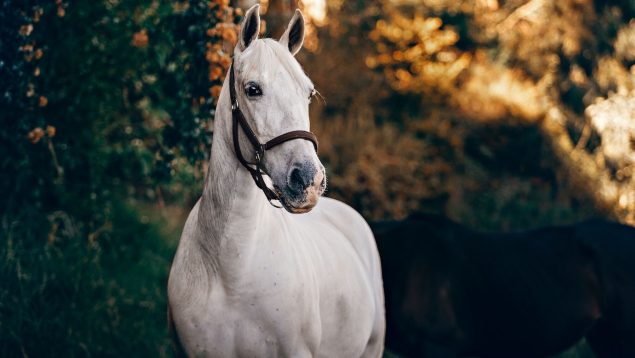 5 consejos para domar un caballo