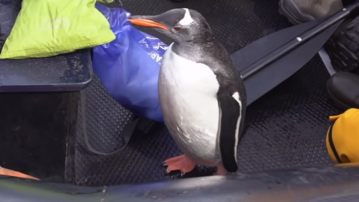 La bonita historia del pingüino que encontró refugio en un bote