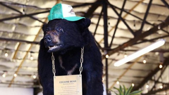 Homenajean al oso que consumió por accidente 30 kg de cocaína