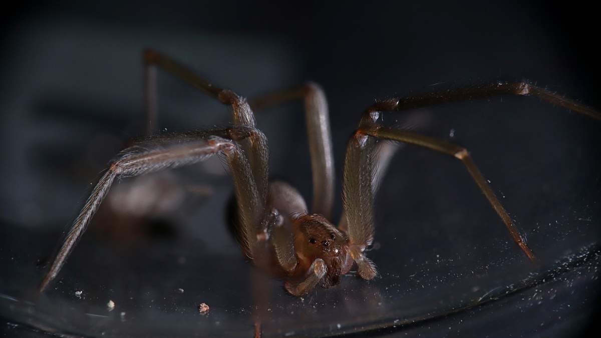 Araña más peligrosa