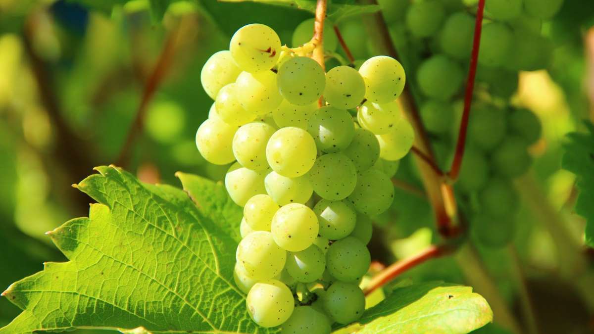 Se aconseja no dar uvas a estos primeros por el tamaño de sus vías respiratorias.