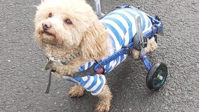 Un perro discapacitado rescatado de un matadero en China se convierte en terapeuta