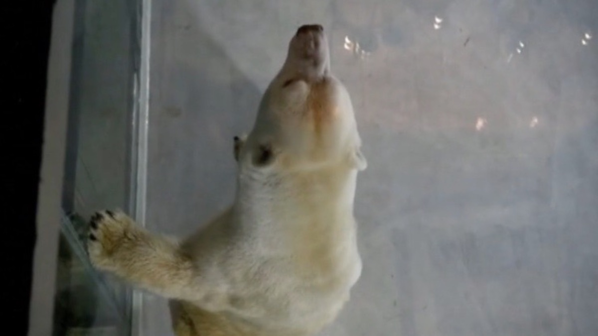 Abre un hotel en China con osos polares como animales de compañía