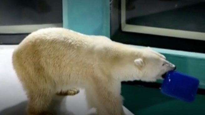 Hotel con osos polares en China