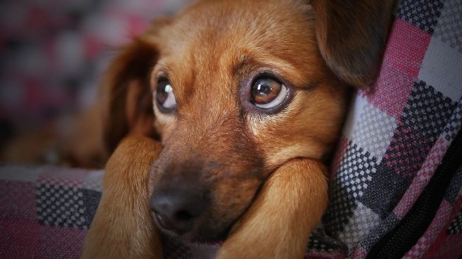 Síntomas de la depresión en perros