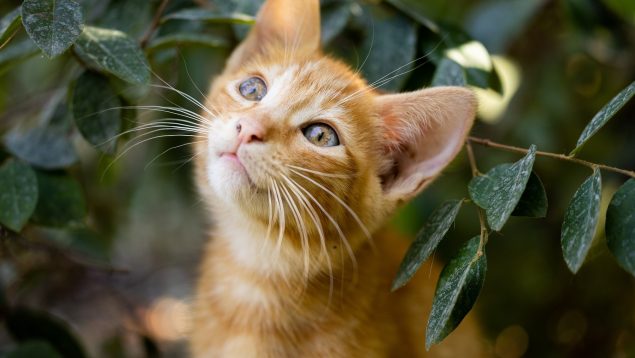 Razones por las que ronronean los gatos