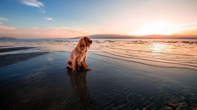 Descubre las mejores playas para perros en el Mediterráneo