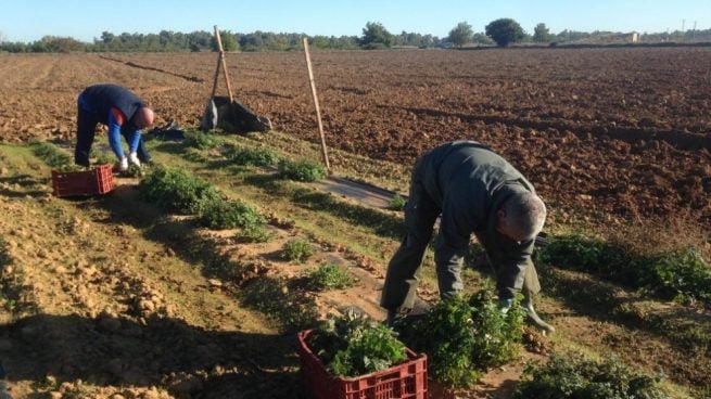 Subvenciones Agricultores trabajando en el campo (Foto: EUROPA PRESS).