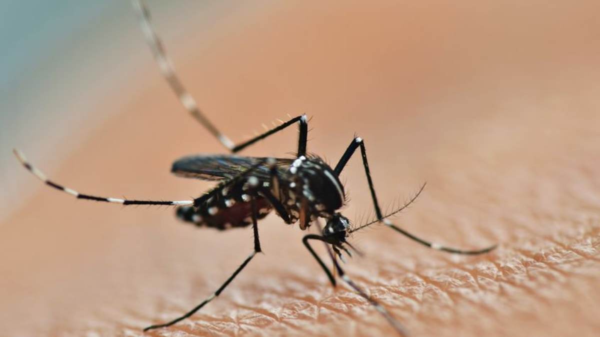 Los mosquitos portadores enfermedades