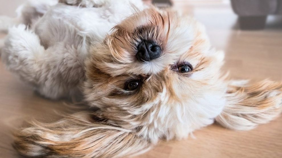 5 cosas raras que hacen los perros, y por qué las hacen