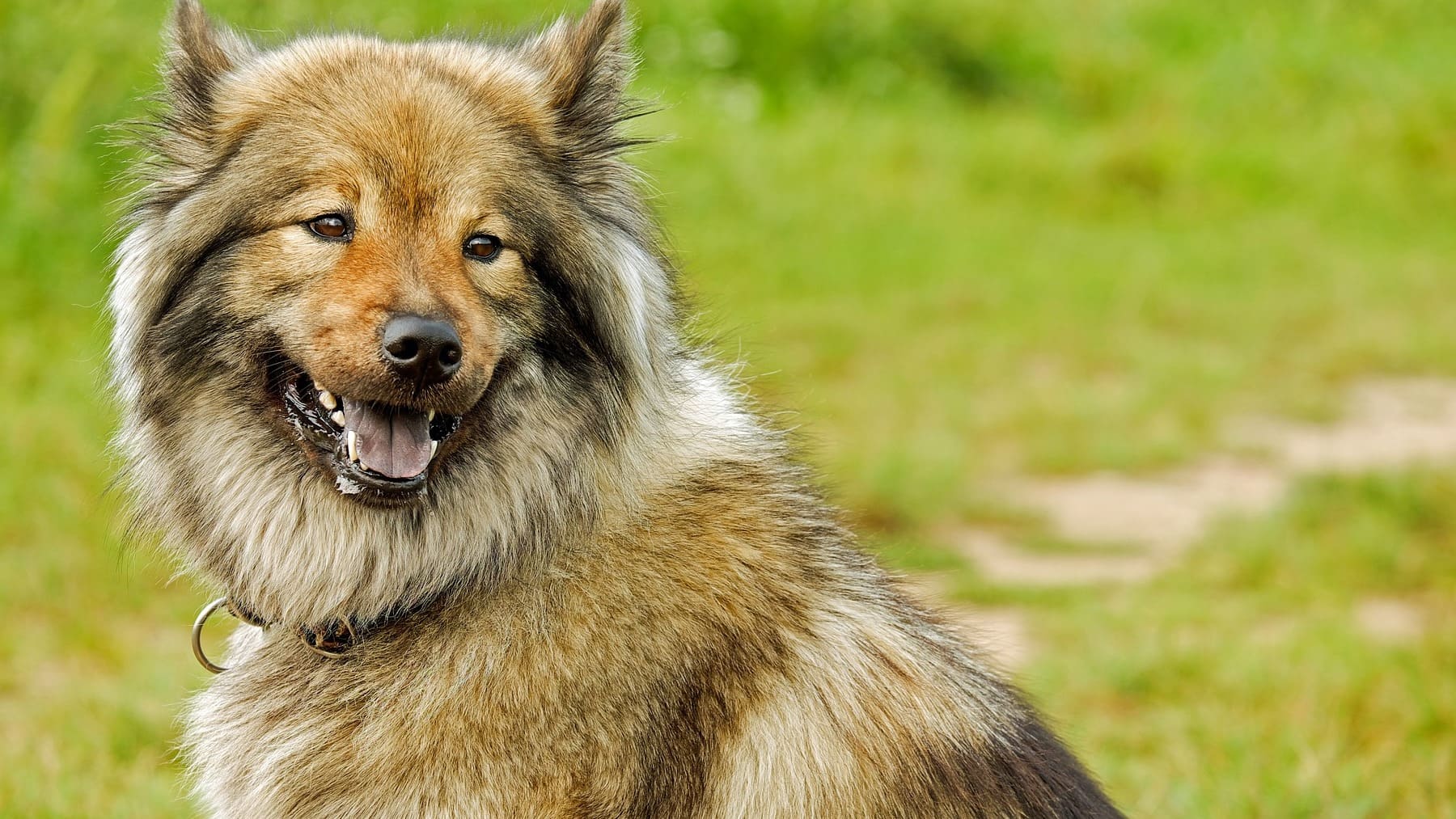 5 señales de la vejez en perros
