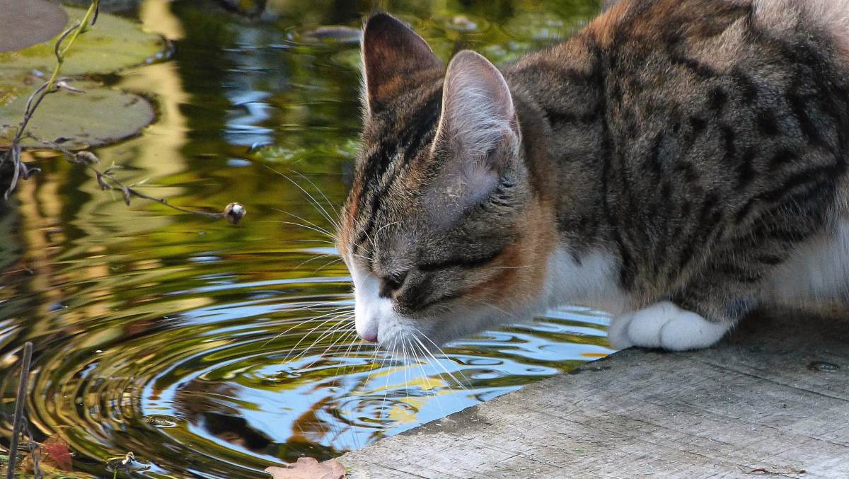 Causas de la deshidratación en gatos