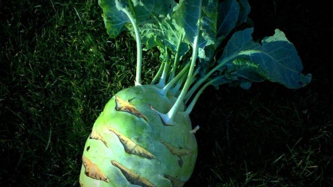 ¿Qué es el colinabo y qué propiedades tiene?