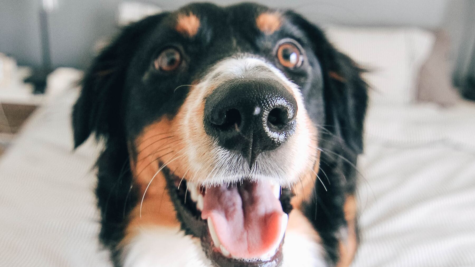 HIGIENE PERRO  Mascota Feliz