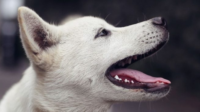 Cómo cuidar la salud bucodental de los perros