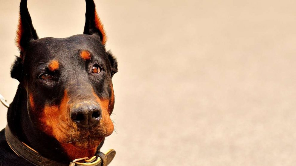 Cachorro doberman orejas sin cortar