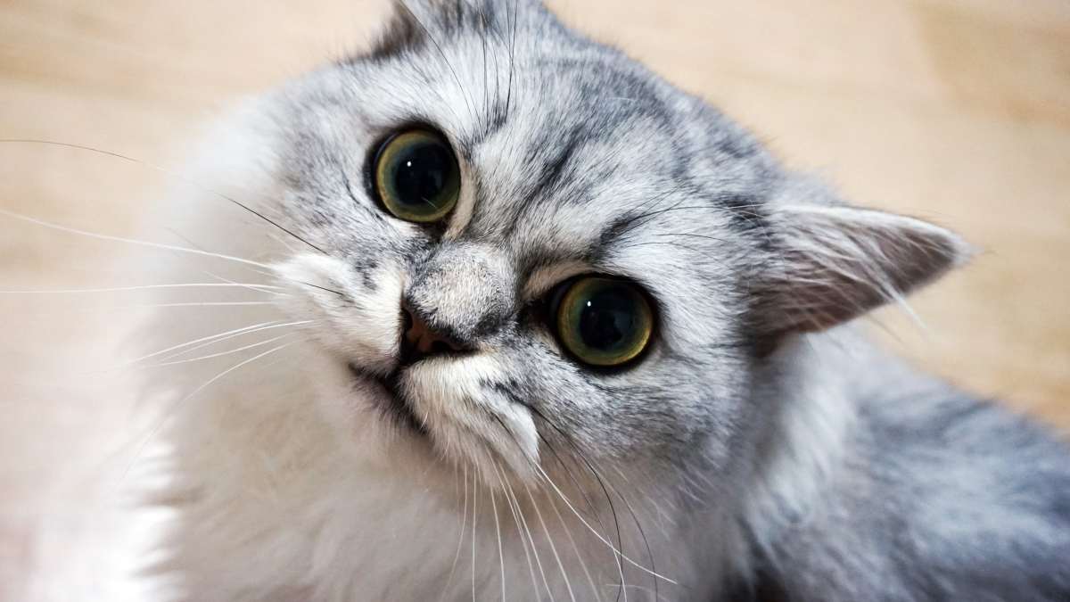 Enfermedades mentales gatos