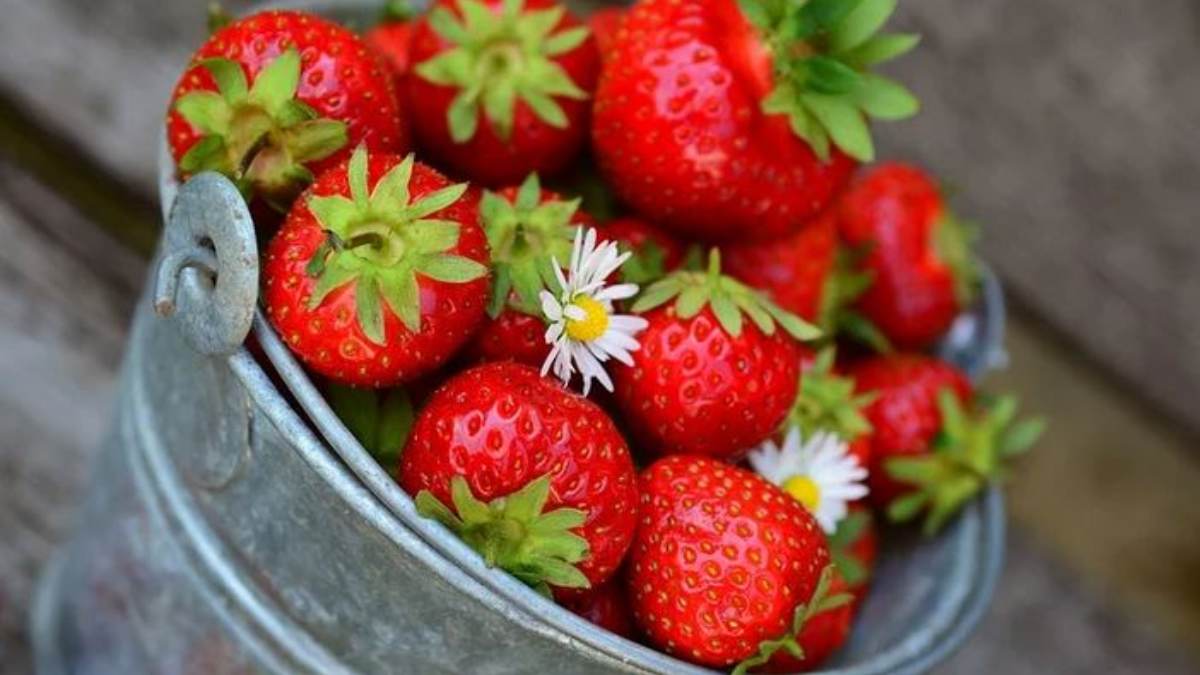 ¡Temporada de fresas! Descubre los beneficios de esta fruta