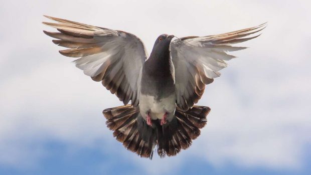 Paloma en vuelo