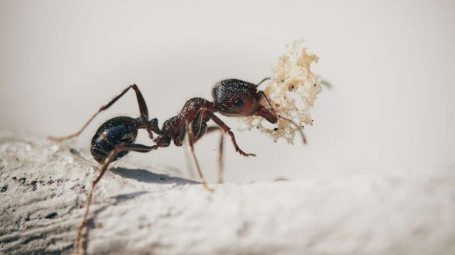 Hormigas, curiosidades