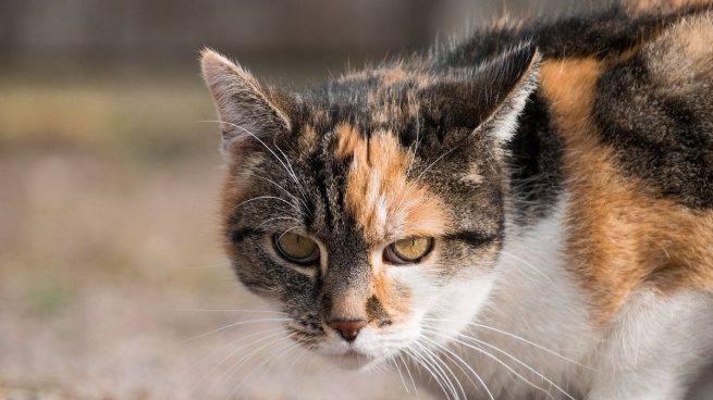 Alzhéimer gato