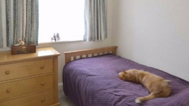 Gato con una doble vida
