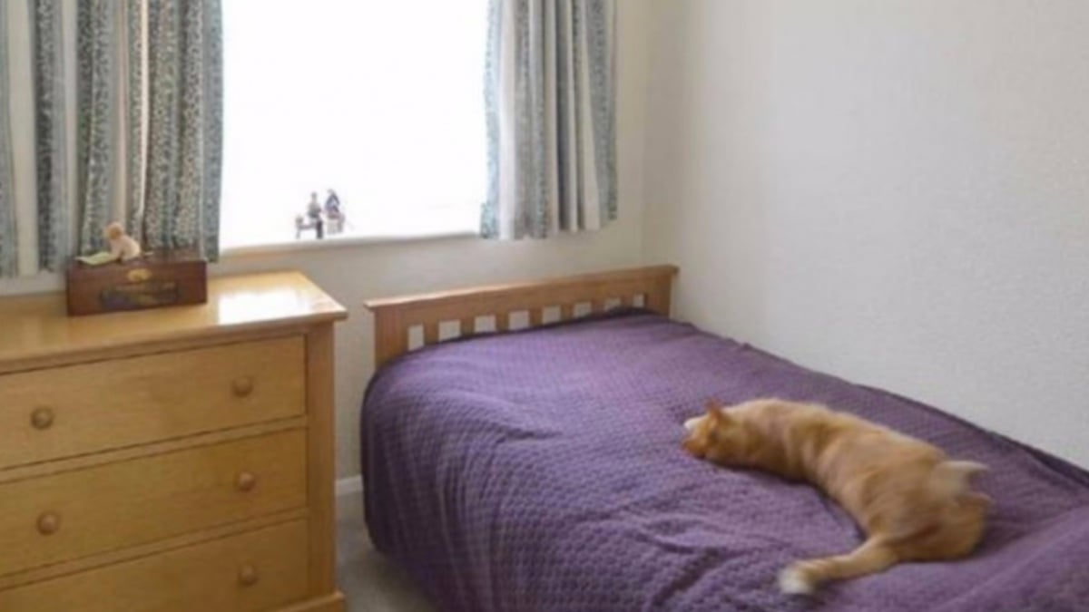 Gato con una doble vida