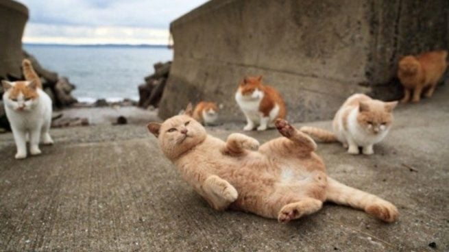 La 'Isla de los Gatos' de Japón: Una persona por cada ocho