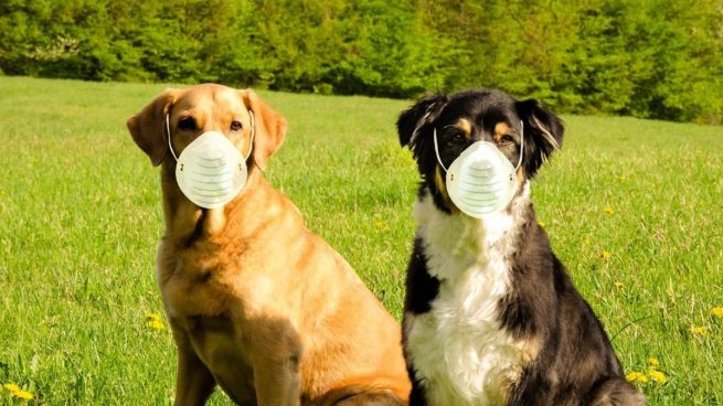Rusia registra la primera vacuna contra el coronavirus para animales