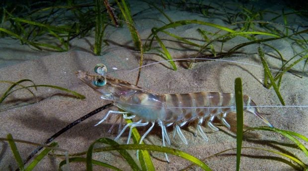 Camarones mascotas