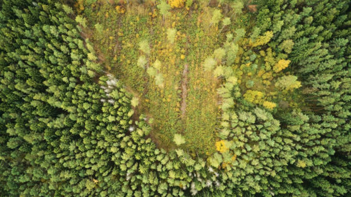 De qué modo la deforestación ha afectado a los bosques