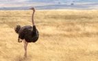 Avestruz
