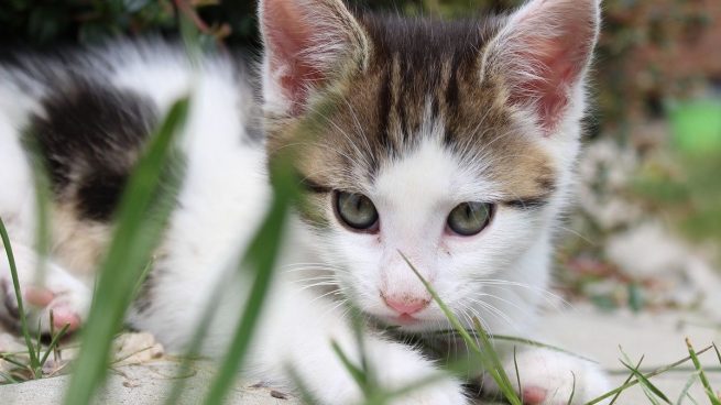 Cuidar gatos en una isla griega
