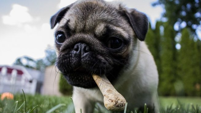 ¿Los huesos para perros son buenos o malos? Lo que debes saber