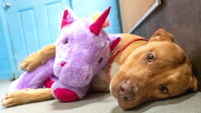 Este perro callejero se vuelve viral por robar cinco veces un unicornio de peluche