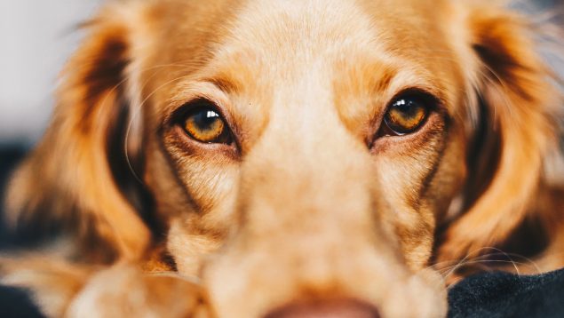 Síntomas del ojo seco en perros