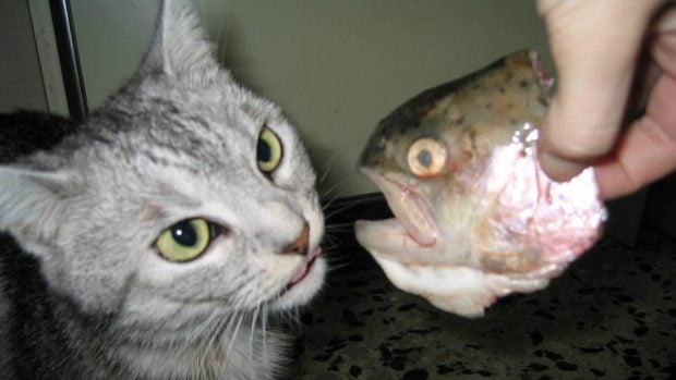 Gato y pescado
