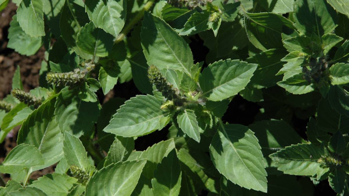 Albahaca sagrada