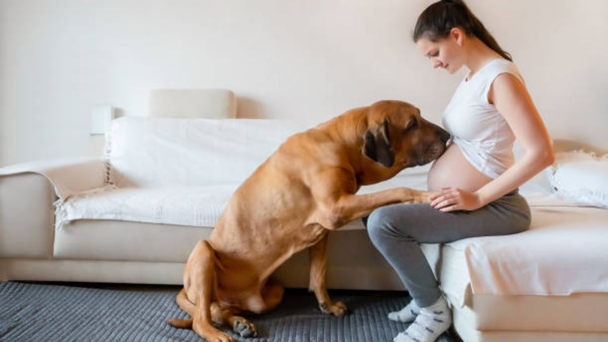 Tips para que la mascota esté listo para la llegada de un bebé