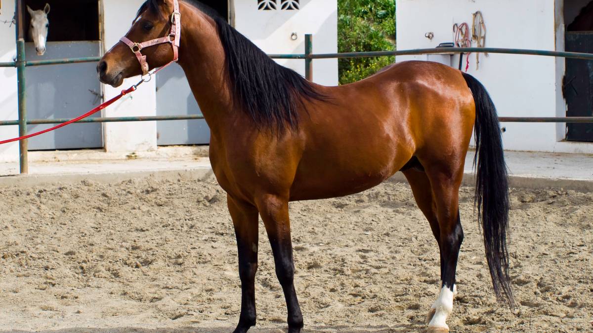 El caballo hispano árabe