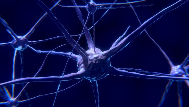 Qué es la sinapsis o la transmisión de información entre neuronas