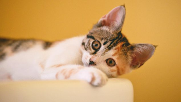 Beneficios de la acupuntura en gatos