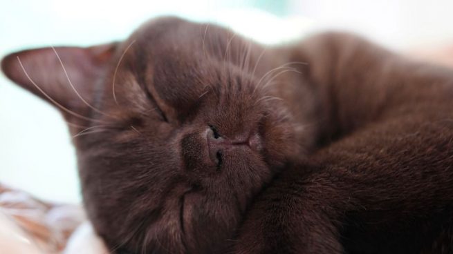 Por qué los gatos duermen tanto